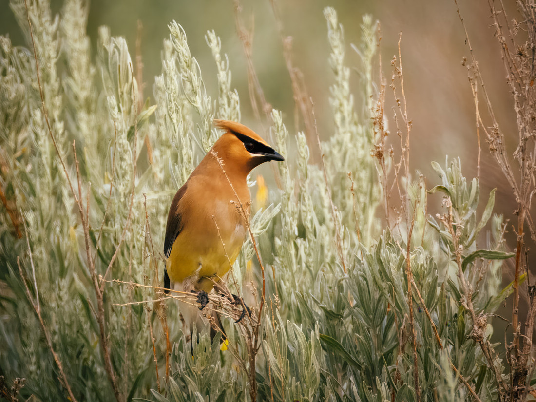 Cedar Waxwing at TRNP