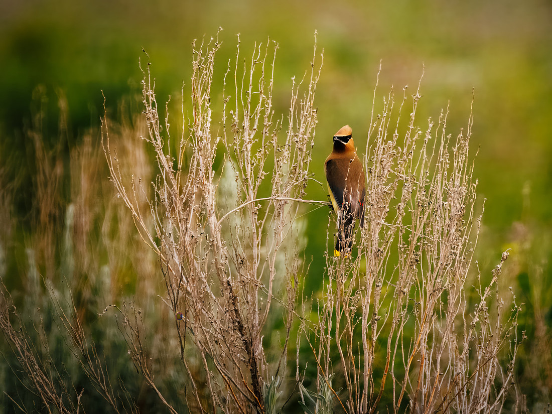 Cedar Waxwing at TRNP