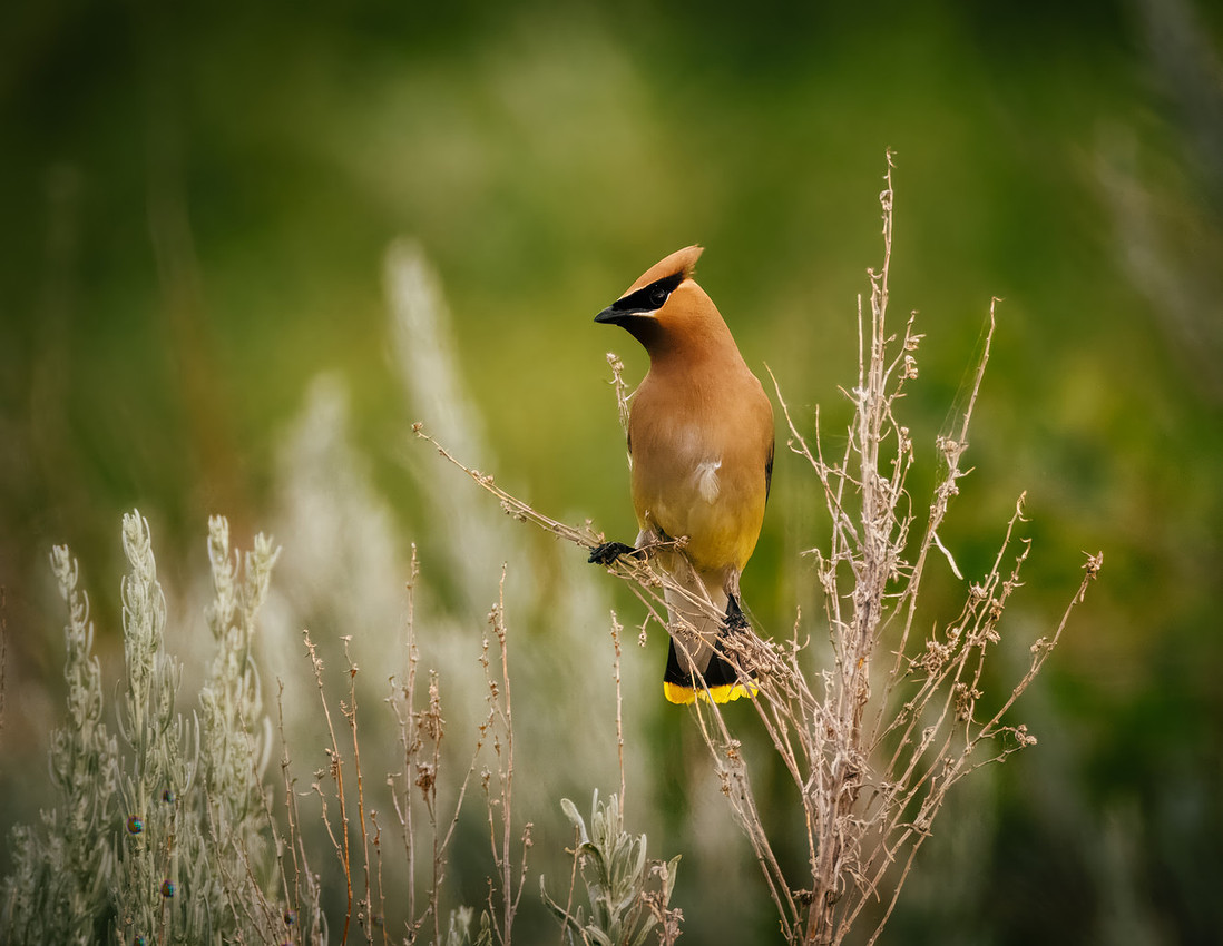 Cedar Waxwing at TRNP
