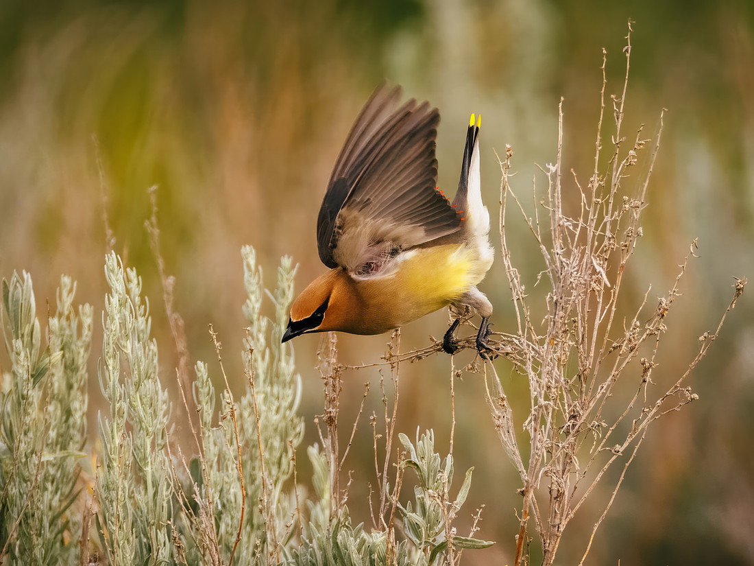 Cedar Waxwing at TRNP