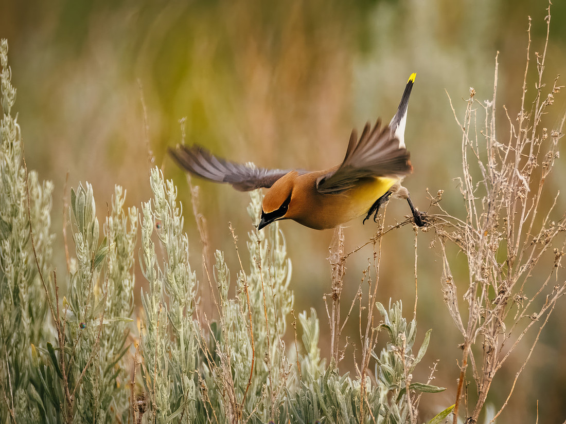 Cedar Waxwing at TRNP