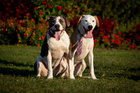 Kip and Bella-3