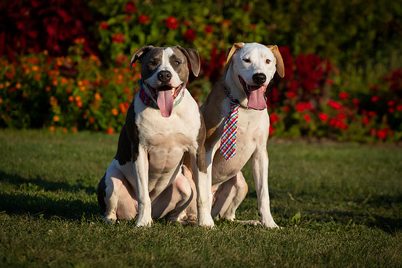 Kip and Bella-3