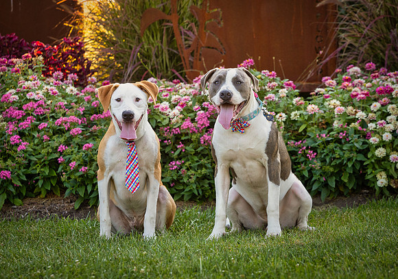 Kip and Bella-2