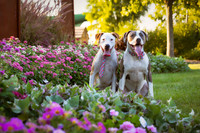 Kip and Bella-1