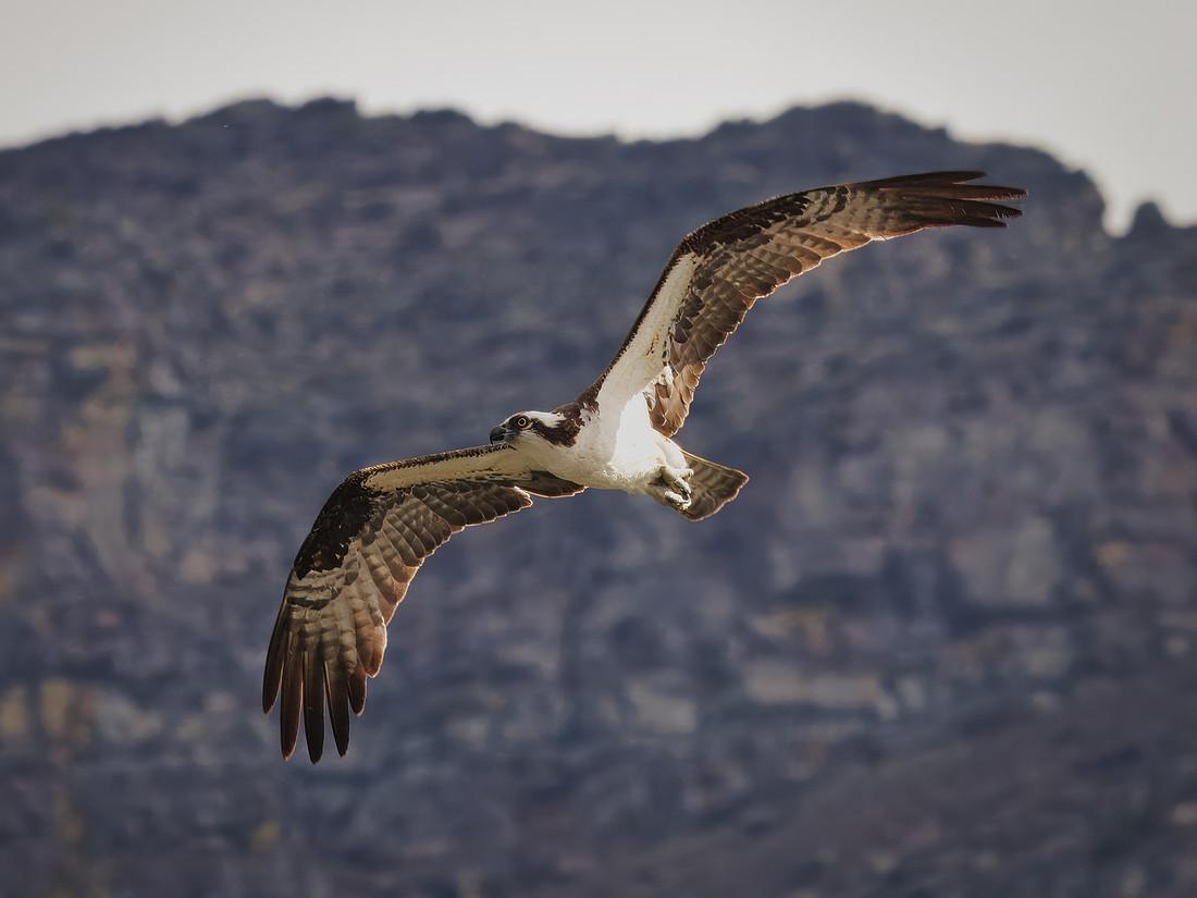 Osprey in Glacier National Park