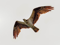 Osprey in Glacier National Park