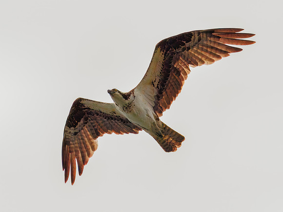 Osprey in Glacier National Park