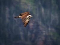 Osprey in Glacier National Park