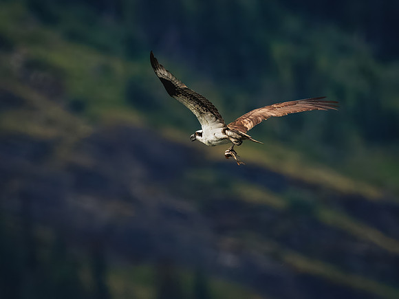 Osprey in Glacier National Park