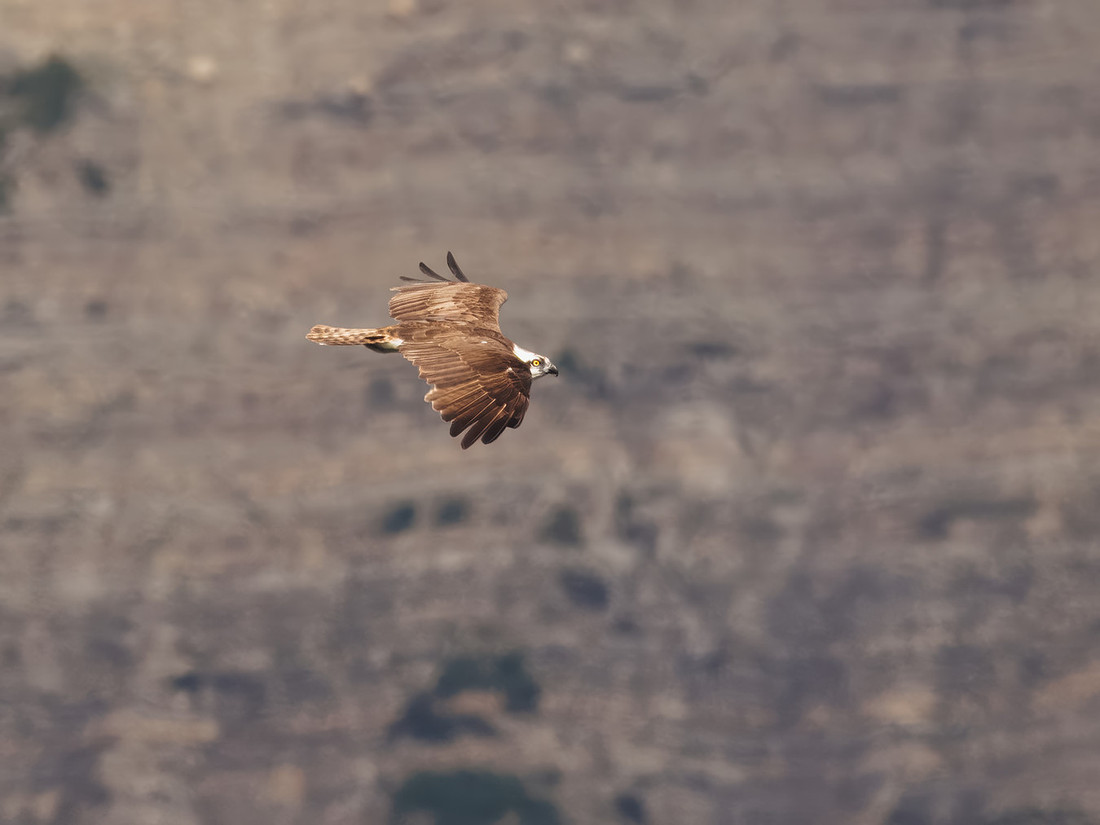 Osprey in Glacier National Park
