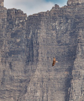 Osprey in Glacier National Park