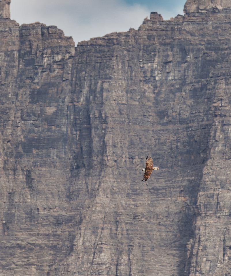 Osprey in Glacier National Park