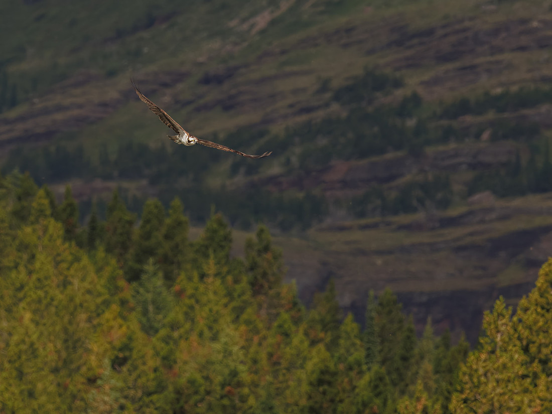 Osprey in Glacier National Park