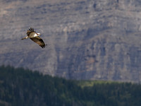 Osprey in Glacier National Park