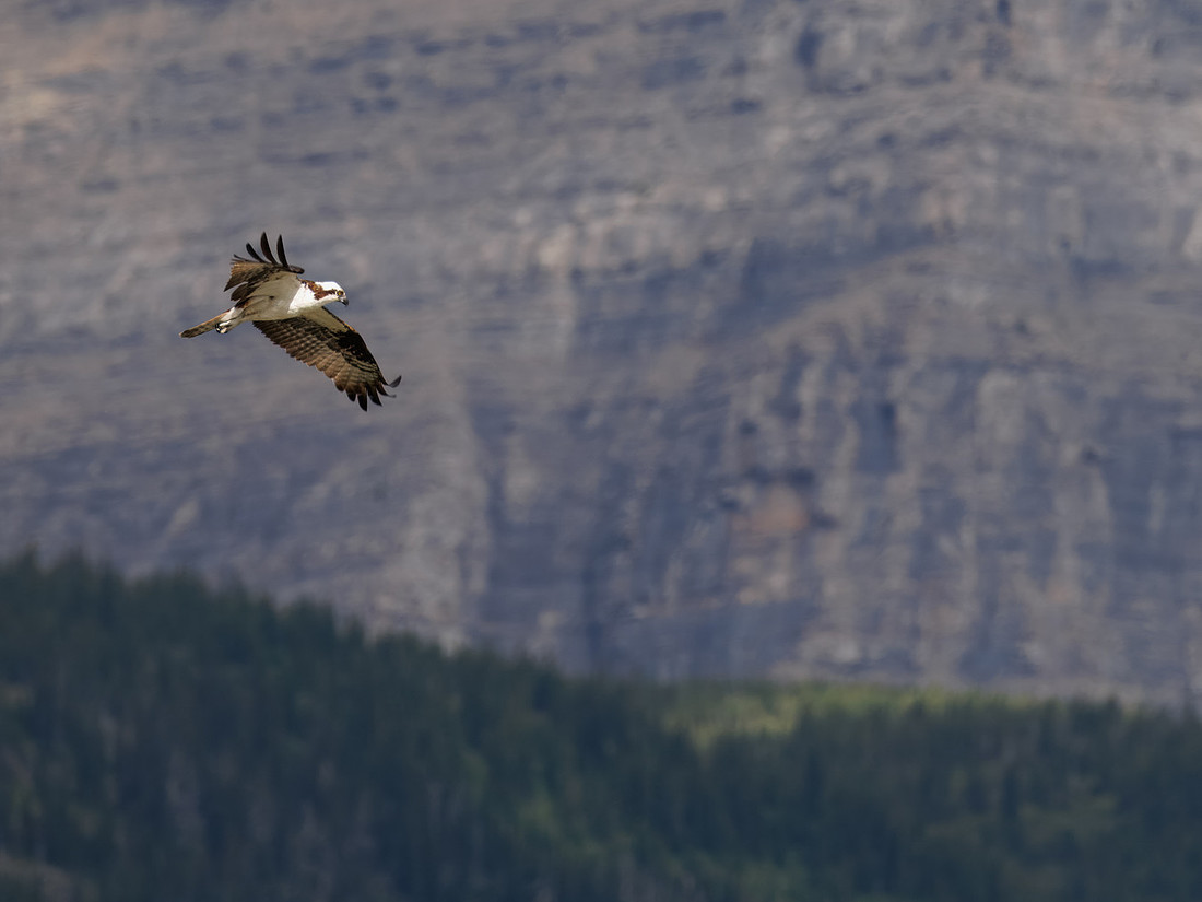Osprey in Glacier National Park