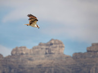 Osprey in Glacier National Park