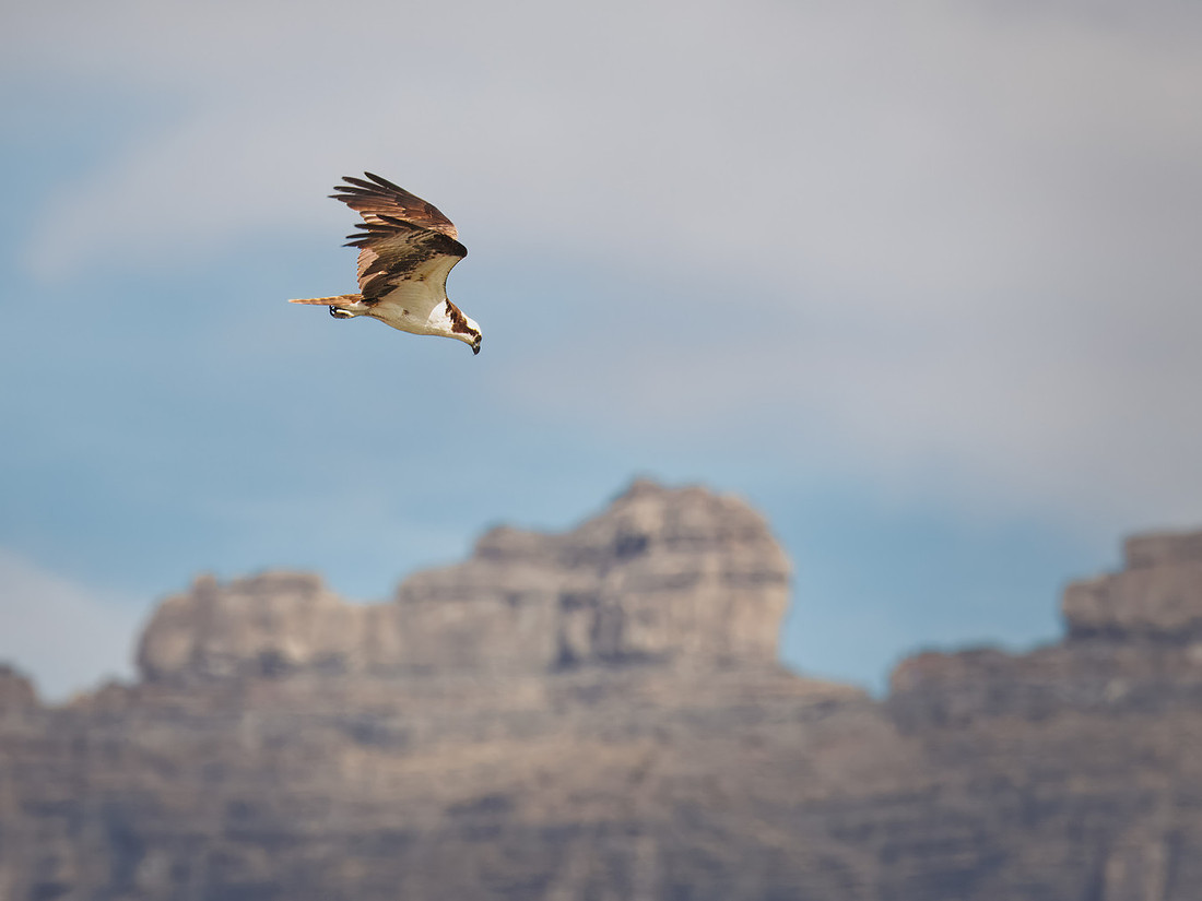 Osprey in Glacier National Park