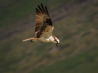 Osprey in Glacier National Park