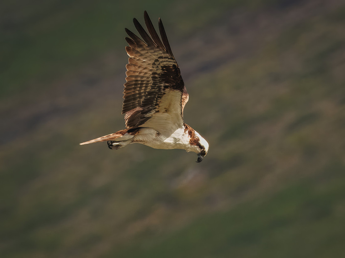 Osprey in Glacier National Park