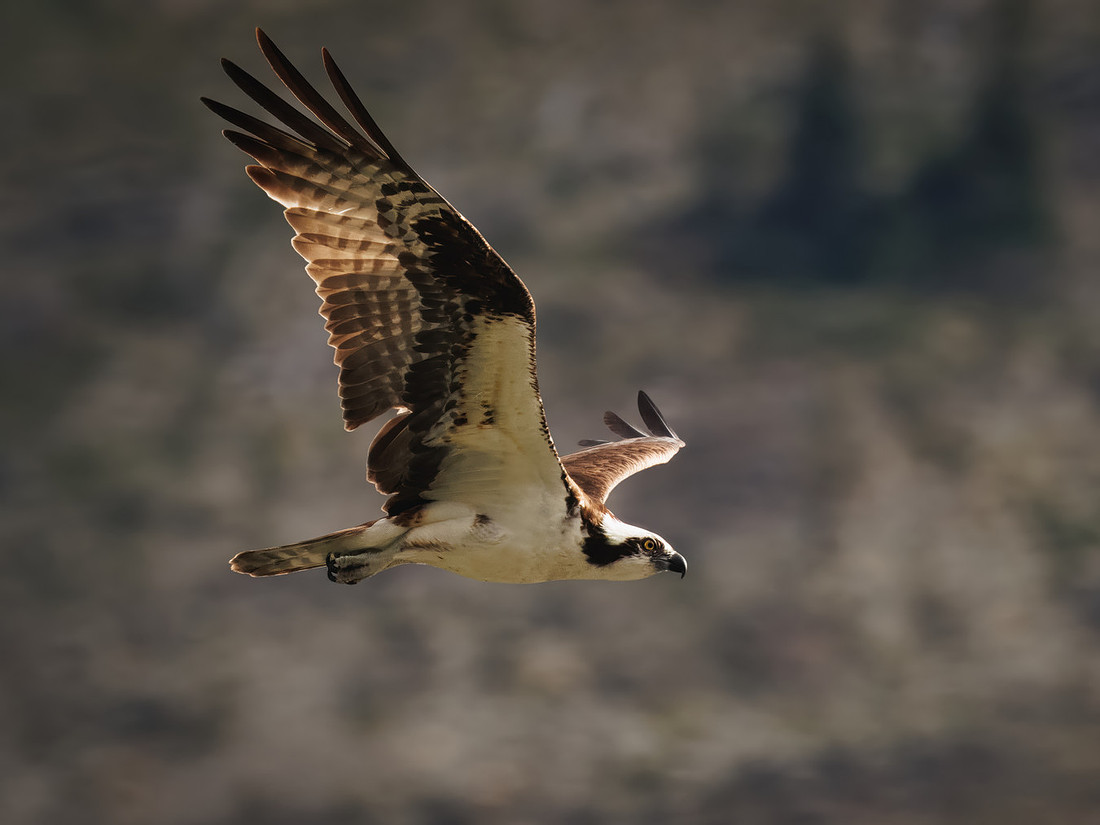 Osprey in Glacier National Park