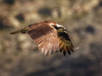 Osprey in Glacier National Park