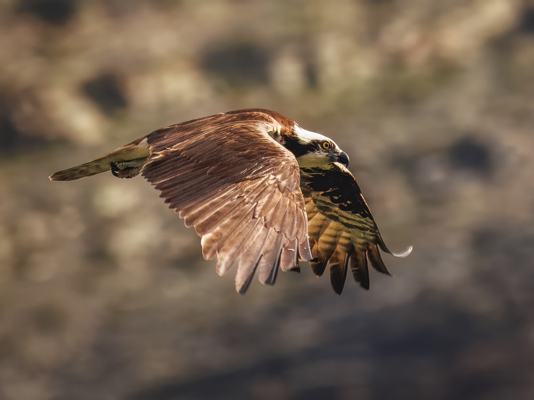Osprey in Glacier National Park