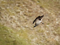 Osprey in Glacier National Park
