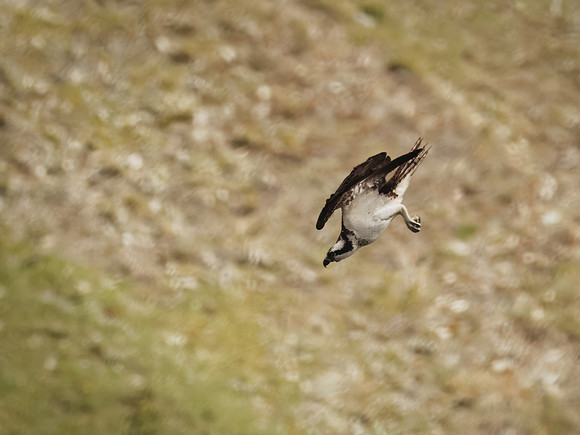 Osprey in Glacier National Park
