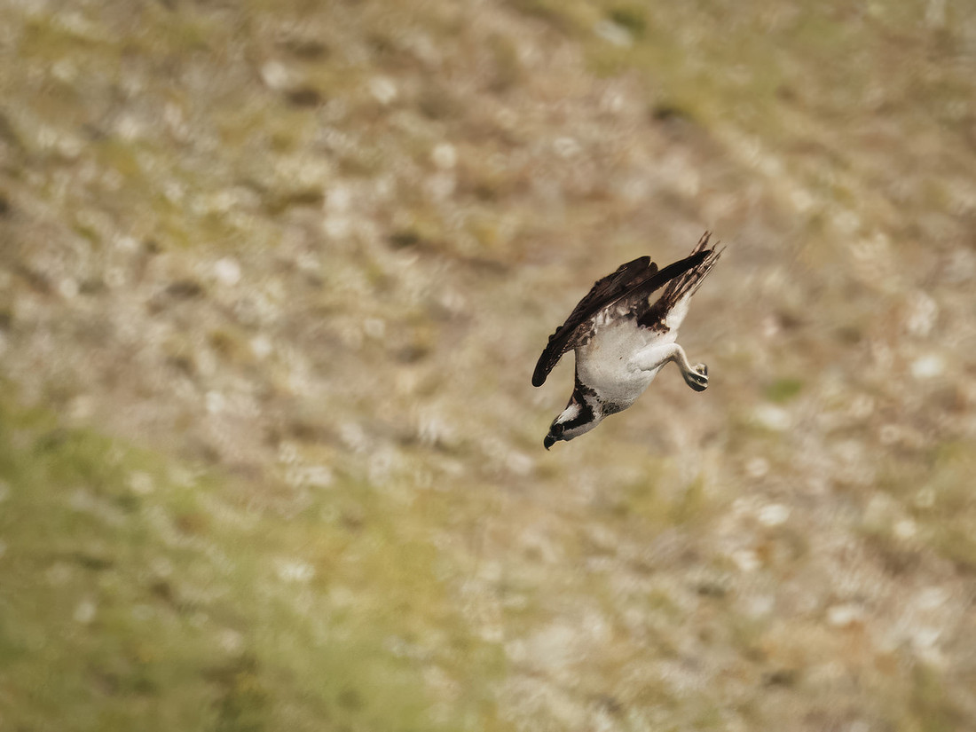 Osprey in Glacier National Park