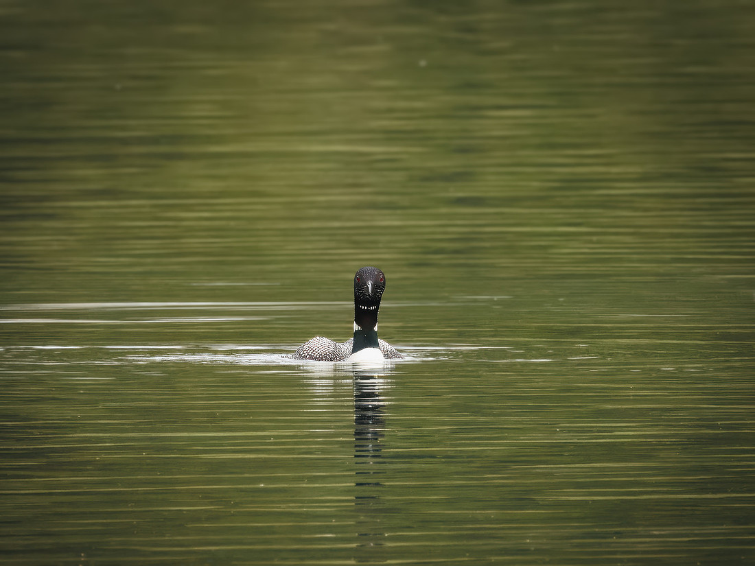Common Loon in Glacier National Park