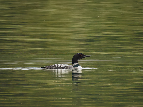 Common Loon in Glacier National Park