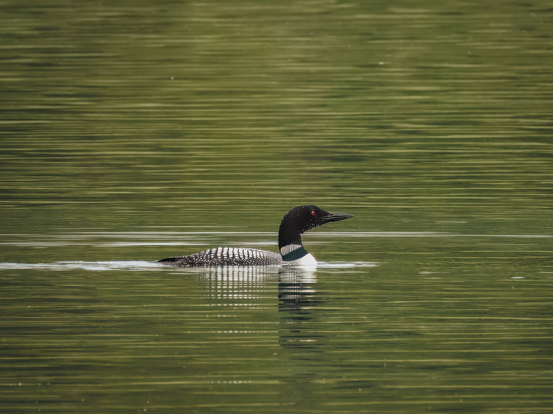 Common Loon in Glacier National Park