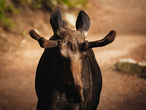 Juvenile Bull Moose