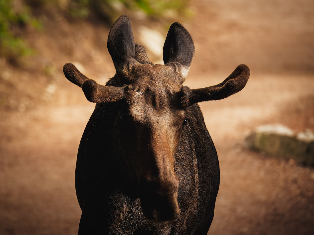 Juvenile Bull Moose