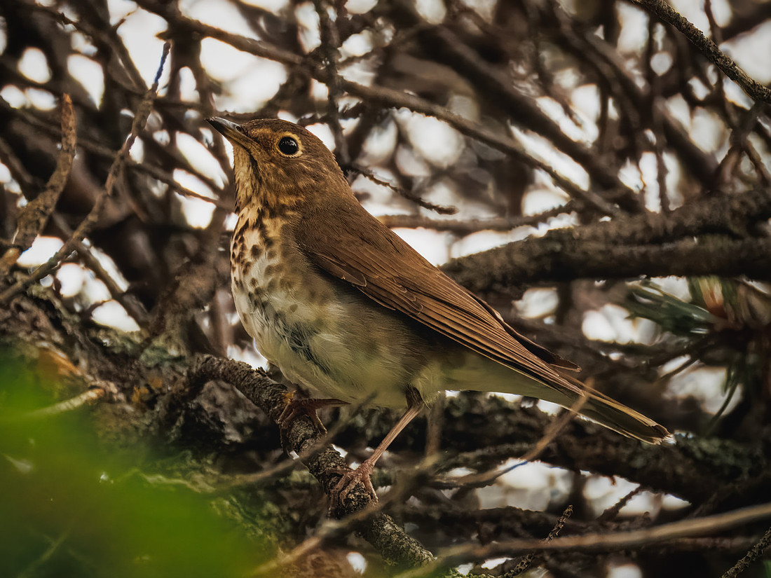 Swainson's Thrush