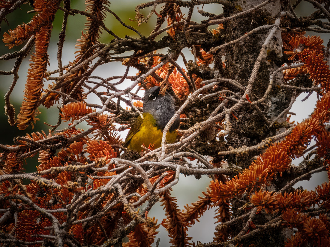 MacGillivray's Warbler