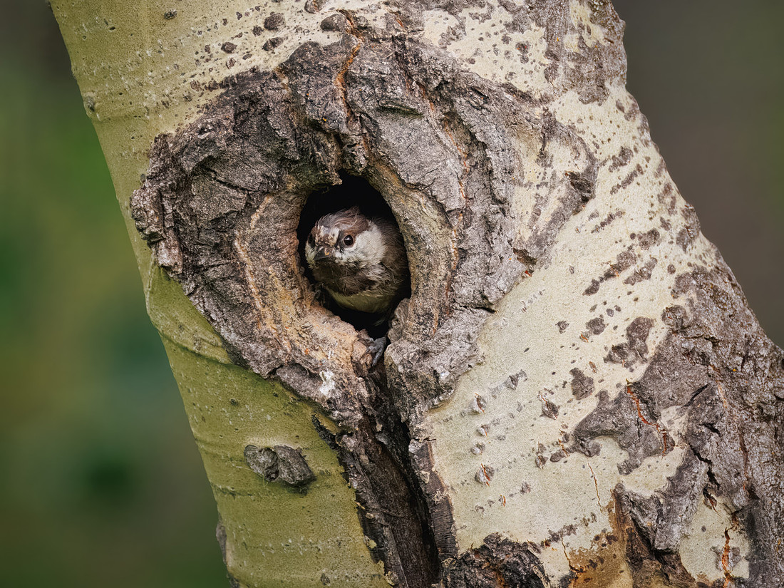 Chestnut-backed Chickadee