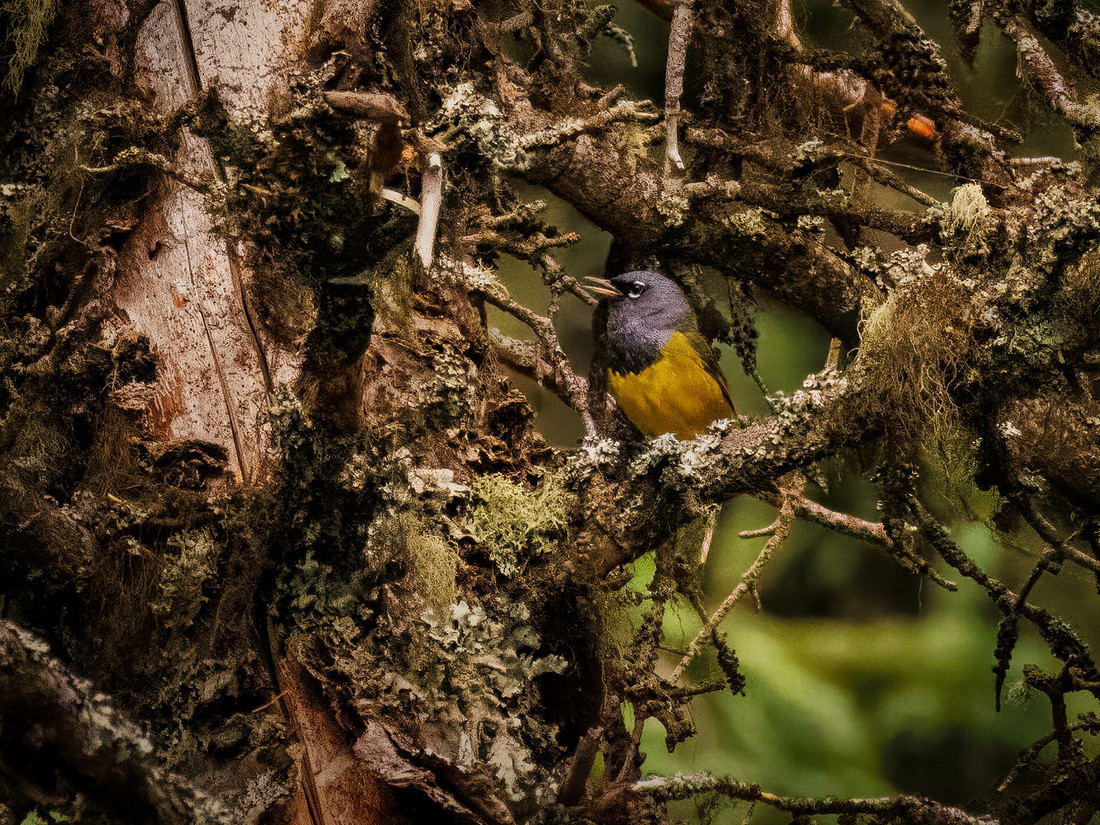 MacGillivray's Warbler