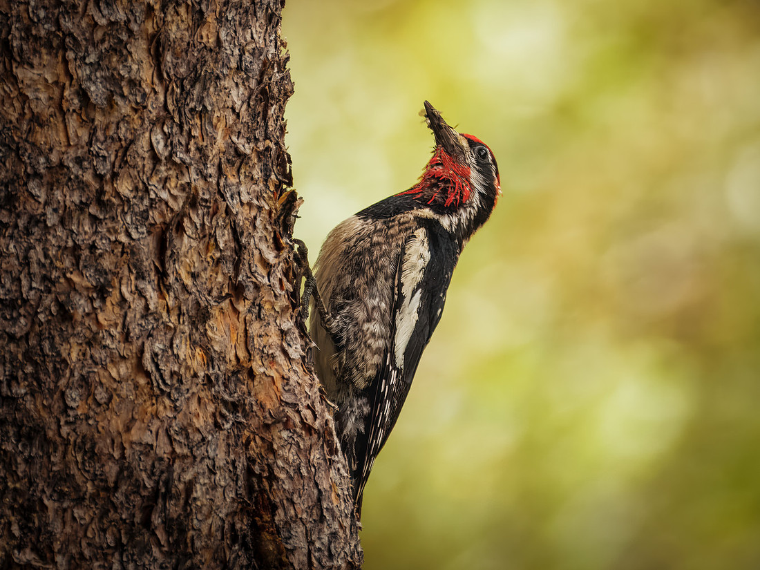 Red-naped Sapsucker