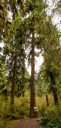 Hoh Rainforest