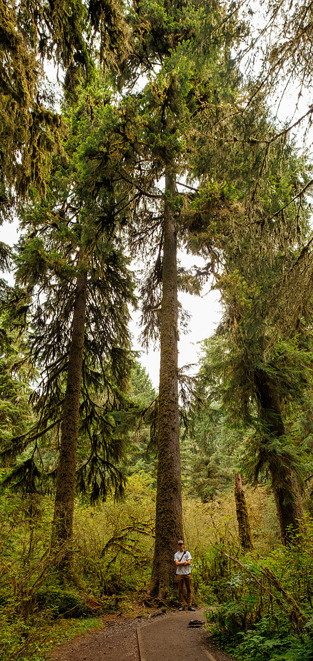 Hoh Rainforest