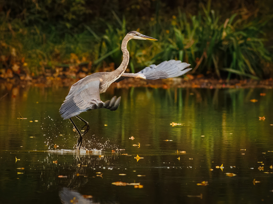 Great Blue Heron in October