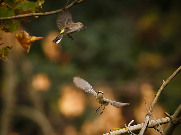 Yellow-rumped Warbler
