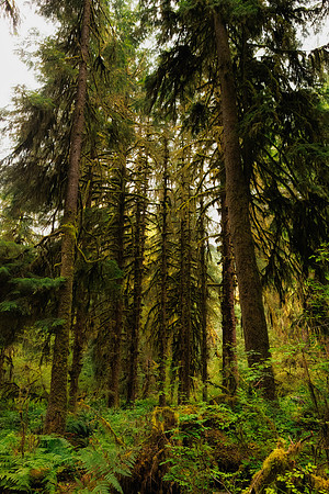 Hoh Rainforest