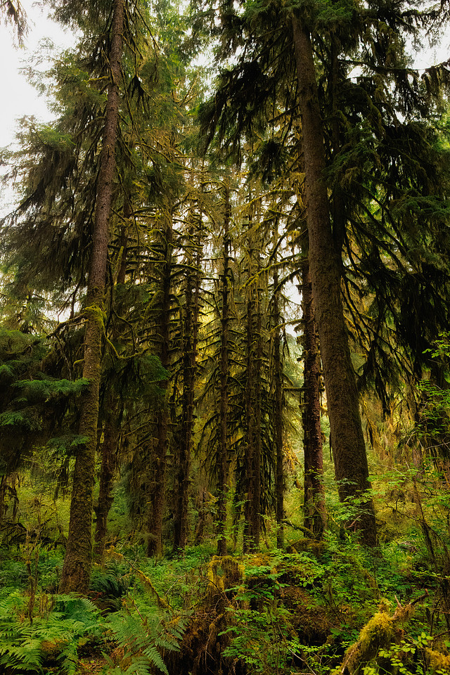 Hoh Rainforest