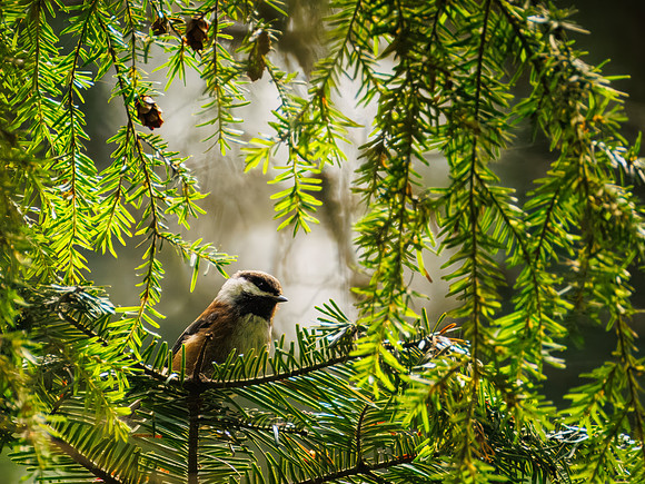Chestnut-backed Chickadee in ONP