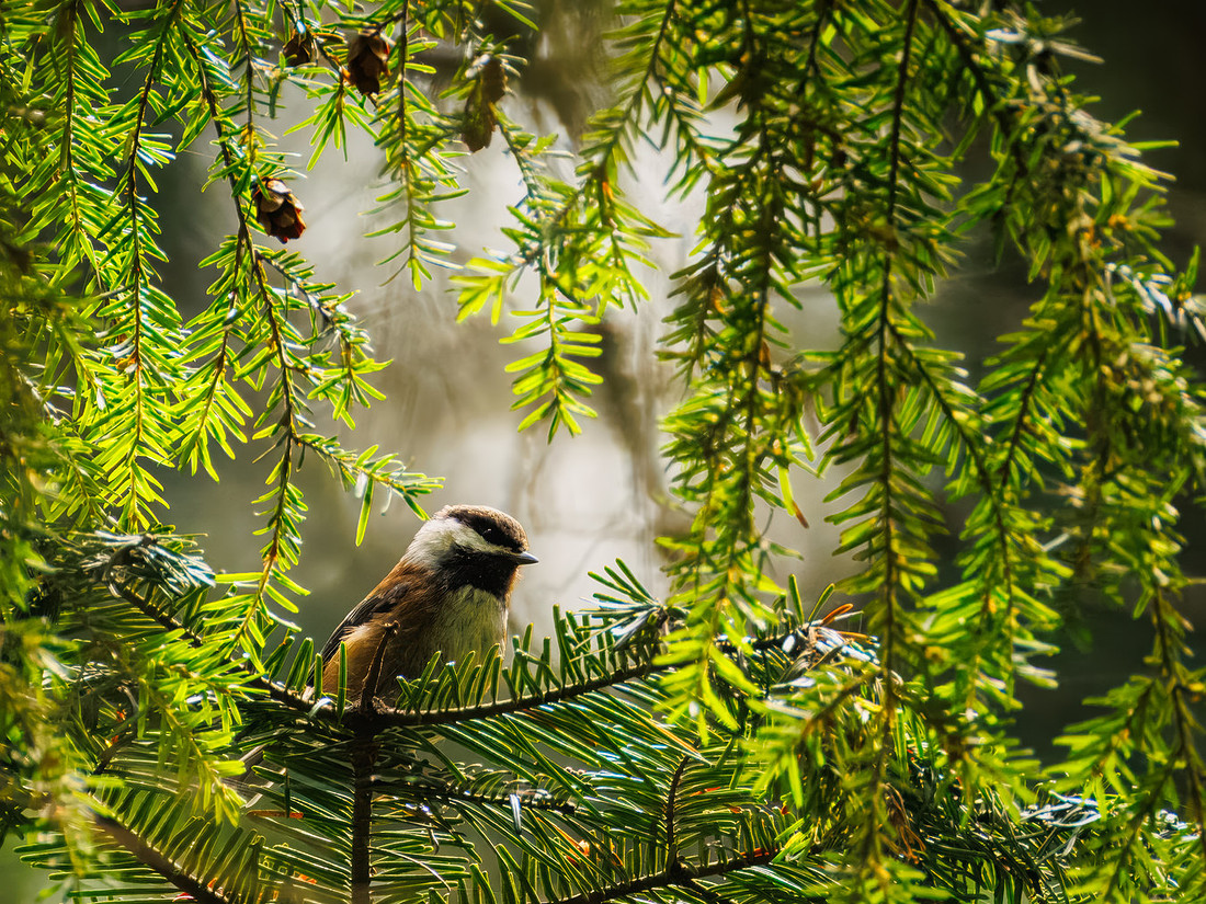 Chestnut-backed Chickadee in ONP