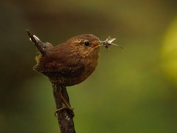 Pacific Wren in ONP