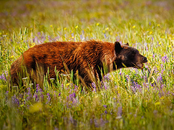 Black Bear of Glacier National Park